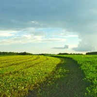 Поле :: Сергей Швечков