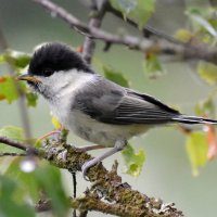 Пухляк (молодой) :: Владислав Иопек