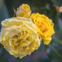 Жёлтые  розы :: Валентин Семчишин