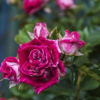 Алая роза Руби  Стар :: Валентин Семчишин