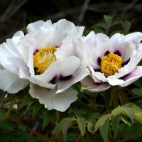 Москва. Весна в Аптекарском... :: Наташа *****