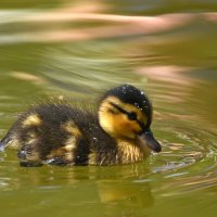 Москва. Весна в Аптекарском... :: Наташа *****