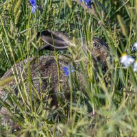 заяц прикинулся ветошью.делает вид,что его не видно. :: юрий макаров заяц прикинулся ветошью.делает вид,что его не видно. :: юрий макаров