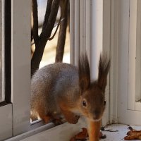 Гостья. :: Валентин 