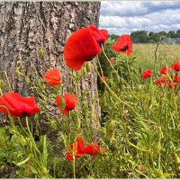 Милые маки. :: Валерия Комова