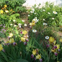 На полянке :: Елена Семигина На полянке :: Елена Семигина