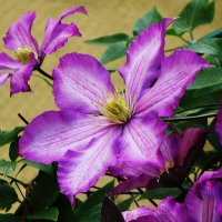 Клематис :: Рита Симонова Клематис :: Рита Симонова