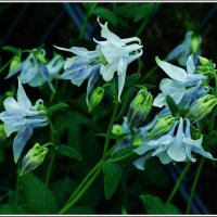 ЭТЮД... :: Elvira E. ЭТЮД... :: Elvira E.