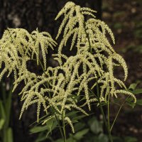 Белое, пушистое. :: Петр Беляков