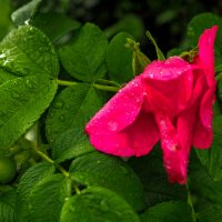 ***** :: юрий поляков