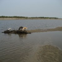 Лето :: Anna Ivanova