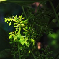 Виноград :: Юрий Гайворонскiий