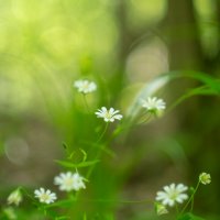 ___ :: Yuriy V ___ :: Yuriy V