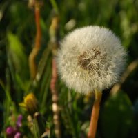 ... :: Елена Пономарева