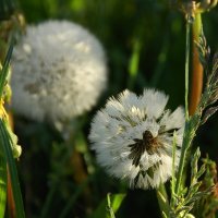 ... :: Елена Пономарева