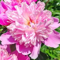 пион :: Владимир Зыбин