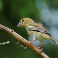 молодой ещё птах... :: Andrey Bragin молодой ещё птах... :: Andrey Bragin