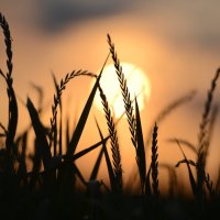 На заре :: Алексей Коренко