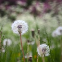 Лето вначале июня :: Магомед .