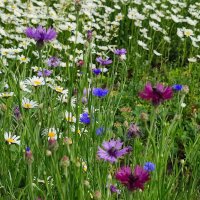 Лето :: Валентина Богатко 