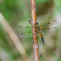 Попрыгунья-стрекоза. :: Sergey (Apg)