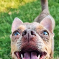 Чихуахуа Тузик :: Гуля Нагиева