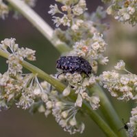 На цветах ревеня :: Сергей Ц