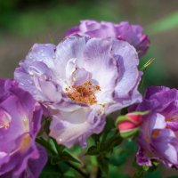 Роза Blue for You :: Сергей Ц