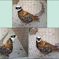 В ростовском зоопарке :: Нина Бутко В ростовском зоопарке :: Нина Бутко