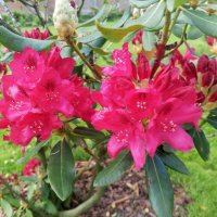 Рододендрон :: Сапсан 