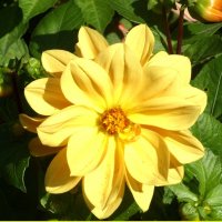 Георгин. :: Ирина *** Георгин. :: Ирина ***