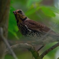 в парке :: Виталий Емельянов
