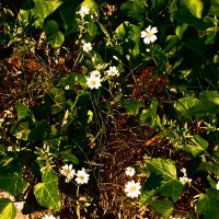 Летние этюды 24 :: Алексей Кузнецов