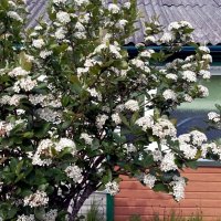 Арония черноплодная :: Veera V