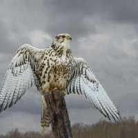 Сокол :: SanSan 