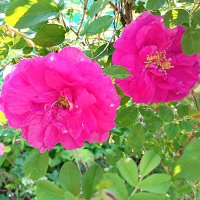 Шиповник сортовой :: Любовь Сахарова