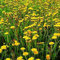 Июнь...Одуванчиквая полянка! :: Владимир 