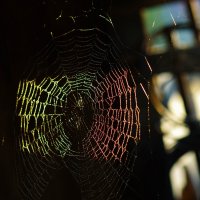 Паутина в лучах солнца :: Сергей Швечков