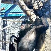 Рассмешили... :: Татьяна Лютаева