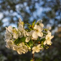 Весна :: Петр 
