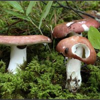 ...и стол и дом... :: Aleksandr Gal