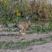 русак :: юрий макаров