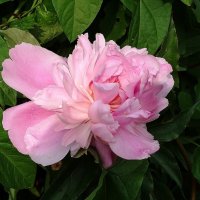 Пион :: Рита Симонова