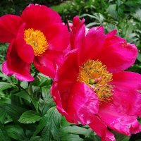 Пион :: Рита Симонова