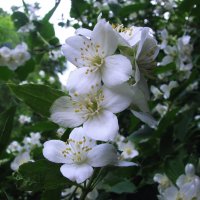 Жасмин цветёт :: Людмила Смородинская Жасмин цветёт :: Людмила Смородинская