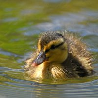 Москва. Весна в Аптекарском... :: Наташа *****