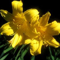 Cолнечные Ли.. :: Елена Семигина