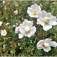 Интересные розочки. :: Валерия Комова