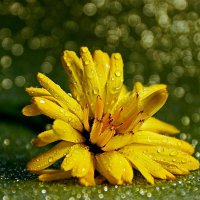 боке :: Ольга Cоломатина