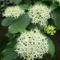 Цветы дёрна :: Ольга Довженко Цветы дёрна :: Ольга Довженко